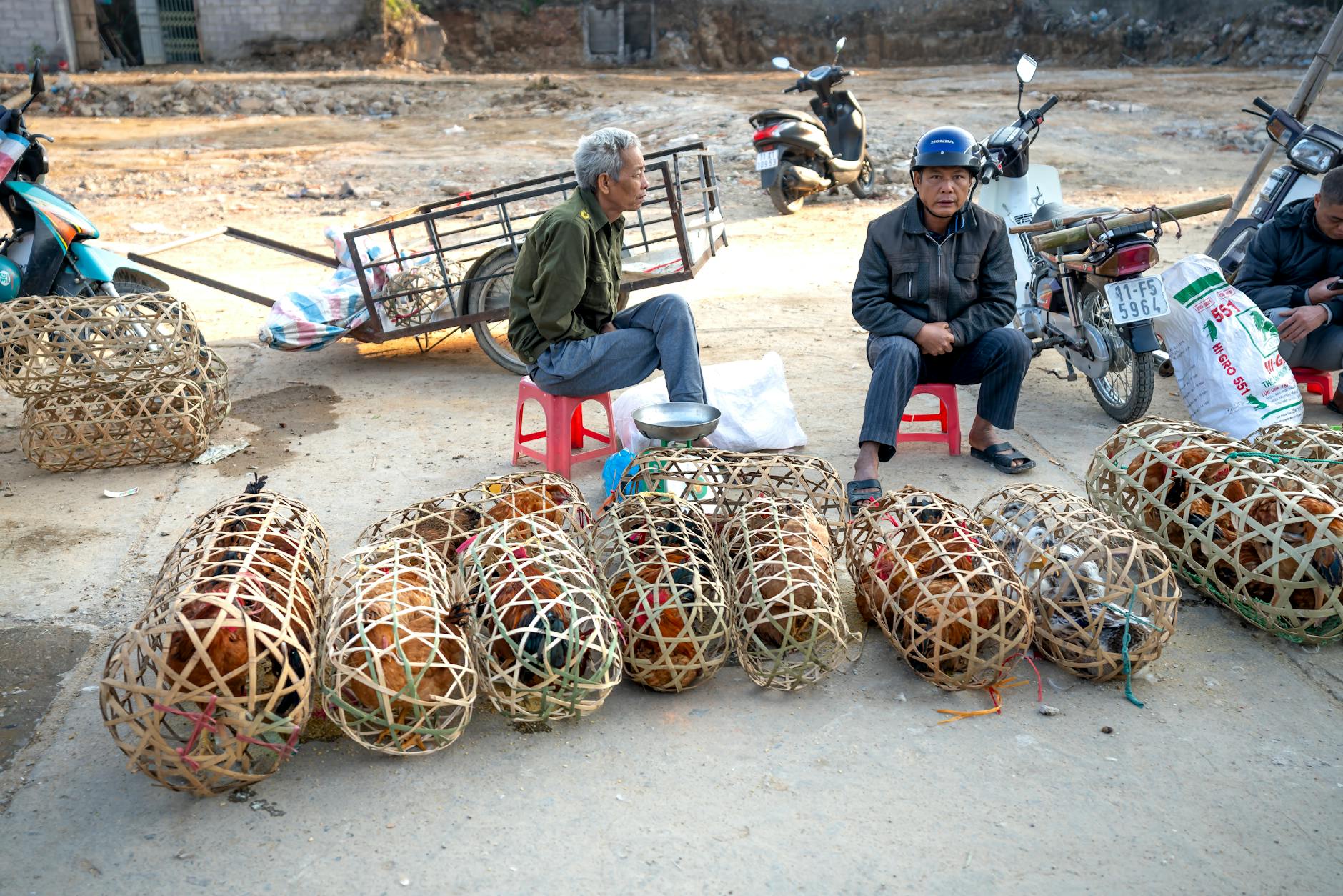 Cận cảnh chiến kê di chuyển trên sàn đấu, thể hiện sự linh hoạt và nhịp trận